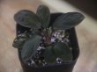 画像1: Homalomena sp. "Sunshine" BNN from Sibolga timur【AZ0822-3】】