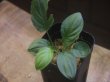 画像2: Homalomena cf. humilis Lampung PP-240618-10 Sumatera Selatan