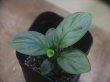 画像1: Homalomena sp. "Hisoku" SGG from Padang Sidempuan【HW1123-06】WF1(11)