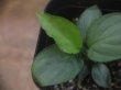 画像4: Homalomena sp. "Hisoku" SGR from Padang Sidempuan【HW1123-06】WF1(12)