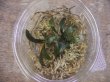 画像1: Bucephalandra sp. Kanowit Sarawak【TB】