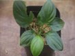 画像1: Homalomena cf. humilis Lampung PP-240618-10 Sumatera Selatan