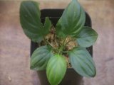 画像: Homalomena cf. humilis Lampung PP-240618-10 Sumatera Selatan