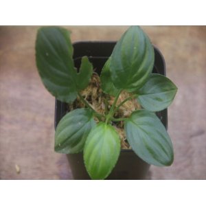 画像: Homalomena cf. humilis Lampung PP-240618-10 Sumatera Selatan