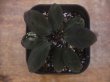 画像2: Homalomena sp. "Sunshine" BNN from Sibolga timur【AZ0822-3】】