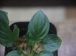 画像3: Homalomena cf. humilis Lampung PP-240618-10 Sumatera Selatan