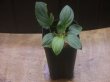 画像5: Homalomena cf. humilis Lampung PP-240618-10 Sumatera Selatan