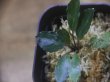 画像2: Piptospatha sp. from Ng Pinoh【AZ0425-3】