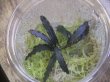 画像2: Bucephalandra sp. "Sintang 2D" from Sintang【HW0220-04】