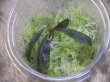画像2: Bucephalandra sp. "Kanowit" Sarawak【TB】