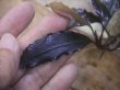 画像1: Bucephalandra sp. "AZ No1" from Kalimantan barat【AZ0420-8】XL株