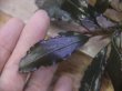 画像1: Bucephalandra sp. "AZ No1" from Kalimantan barat【AZ0420-8】XL株