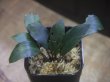 画像1: Piptospatha sp. from Ng Pinoh【AZ0425-3】
