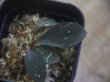 画像2: Homalomena sp. "Laputa" from Batang Toru【AZ0425-9】