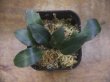 画像3: Piptospatha sp. from Ng Pinoh【AZ0425-3】