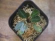 画像3: Piptospatha sp. from Ng Pinoh【AZ0425-3】