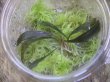 画像2: Bucephalandra sp. "Kanowit" Sarawak【TB】