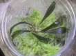 画像1: Bucephalandra sp. "Kanowit" Sarawak【TB】