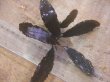 画像2: Bucephalandra sp. "AZ No1" from Kalimantan barat【AZ0420-8】L株