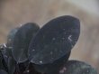 画像3: Homalomena sp. "Laputa" from Batang Toru【AZ0425-9】