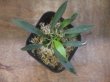 画像3: Homalomena sp. "Narrow leaf" from Sibolga timur【AZ0425-4】