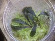 画像2: Bucephalandra sp. "Kanowit" Sarawak【TB】
