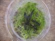 画像3: Bucephalandra sp. "Sintang 3D" from Sintang【HW0220-04】