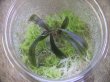画像1: Bucephalandra sp. "Kanowit" Sarawak【TB】