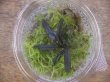 画像3: Bucephalandra sp. "Sintang 3D" from Sintang【HW0220-04】