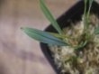 画像2: Homalomena sp. "Narrow leaf" from Sibolga timur【AZ0425-4】