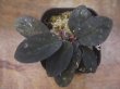 画像1: Homalomena sp. "Laputa" from Batang Toru【AZ0425-9】