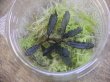 画像1: Bucephalandra sp. "Sintang 3D" from Sintang【HW0220-04】