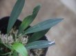 画像2: Homalomena sp. "Narrow leaf" from Sibolga timur【AZ0425-4】