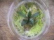 画像3: Bucephalandra sp. "彩雲" from Kapuas【AZX0420-12】