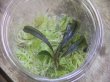 画像1: Bucephalandra sp. "Kanowit" Sarawak【TB】