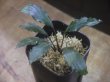 画像1: Piptospatha sp. from Ng Pinoh【AZ0425-3】