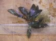 画像2: Bucephalandra sp. "AZ No1" from Kalimantan barat【AZ0420-8】XL株