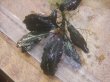 画像3: Bucephalandra sp. "AZ No1" from Kalimantan barat【AZ0420-8】XL株