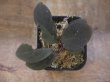 画像3: Homalomena sp. "Laputa" from Batang Toru【AZ0425-9】
