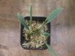 画像3: Homalomena sp. "Narrow leaf" from Sibolga timur【AZ0425-4】