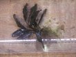 画像2: Bucephalandra sp. "AZ No1" from Kalimantan barat【AZ0420-8】XL株