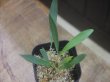画像1: Homalomena sp. "Narrow leaf" from Sibolga timur【AZ0425-4】