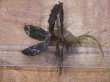 画像1: Bucephalandra sp. "AZ No1" from Kalimantan barat【AZ0420-8】L株