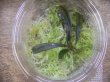 画像3: Bucephalandra sp. "Kanowit" Sarawak【TB】