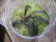 画像1: Bucephalandra sp. "Kanowit" Sarawak【TB】