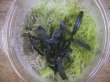 画像3: Bucephalandra sp. "Sintang 2D" from Sintang【HW0220-04】複数芽