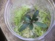 画像1: Bucephalandra sp. "彩雲" from Kapuas【AZX0420-12】