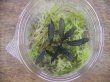 画像3: Bucephalandra sp. "Sintang 3D" from Sintang【HW0220-04】