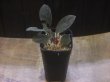 画像5: Homalomena sp. "Laputa" from Batang Toru【AZ0425-9】