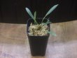 画像4: Homalomena sp. "Narrow leaf" from Sibolga timur【AZ0425-4】